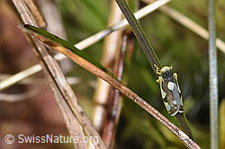Triften-Blattzikade (Eupteryx notata) (F289825) Triften-Blattzikade (Eupteryx notata) (F289825)