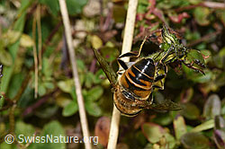 Mistbiene (Eristalis tenax) an Gebräuchlichem Augentrost (Euphrasia rostkoviana) (F289836) Mistbiene (Eristalis tenax) an Gebräuchlichem Augentrost (Euphrasia rostkoviana) (F289836)