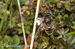 Mistbiene (Eristalis tenax) an Gebräuchlichem Augentrost (Euphrasia rostkoviana) (F289837) Mistbiene (Eristalis tenax) an Gebräuchlichem Augentrost (Euphrasia rostkoviana) (F289837)