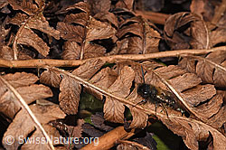 Foto: Zweifarbige Sandbiene (Andrena bicolor)