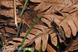 Foto: Zweifarbige Sandbiene (Andrena bicolor)