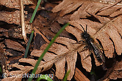 Foto: Zweifarbige Sandbiene (Andrena bicolor)