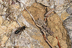 Zweifarbige Sandbiene (Andrena bicolor) (F290459) Zweifarbige Sandbiene (Andrena bicolor) (F290459)