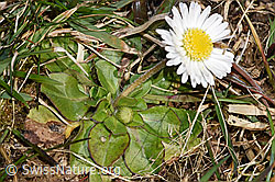 Gänseblümchen (Bellis perennis) (F290489) Gänseblümchen (Bellis perennis) (F290489)