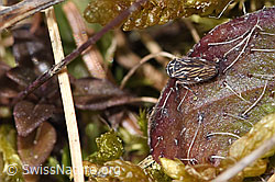 Wiesen-Dickkopfzikade (Anaceratagallia ribauti) (F290501) Wiesen-Dickkopfzikade (Anaceratagallia ribauti) (F290501)
