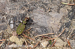 F291261: Feld-Sandlaufkäfer (Cicindela campestris)