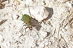 Feld-Sandlaufkäfer (Cicindela campestris) (04.04.2025, F291300)