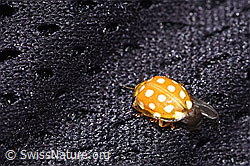 Foto: Sechzehnfleckiger Marienkäfer (Halyzia sedecimguttata)
