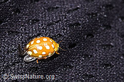 Foto: Sechzehnfleckiger Marienkäfer (Halyzia sedecimguttata)