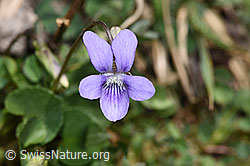 Hain-Veilchen (Viola riviniana) (04.04.2025, F291313)