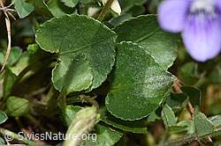 Hain-Veilchen (Viola riviniana) (04.04.2025, F291314)