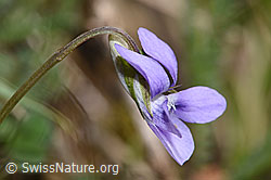 Hain-Veilchen (Viola riviniana) (F291315) Hain-Veilchen (Viola riviniana) (F291315)