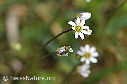 Frühlings-Hungerblümchen (Erophila verna) (04.04.2025, F291328)