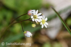 Frühlings-Hungerblümchen (Erophila verna) (F291329) Frühlings-Hungerblümchen (Erophila verna) (F291329)
