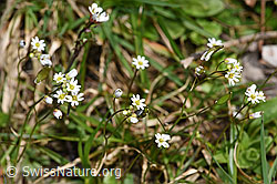 Frühlings-Hungerblümchen (Erophila verna) (F291332) Frühlings-Hungerblümchen (Erophila verna) (F291332)