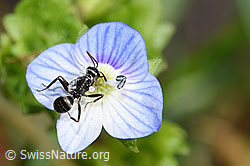 Persischer Ehrenpreis (Veronica persica)