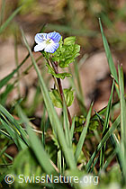 Persischer Ehrenpreis (Veronica persica) (04.04.2025, F291345)