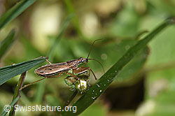 Rotbraune Sichelwanze (Nabis rugosus) (F291356)