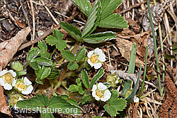 Erdbeer-Fingerkraut (Potentilla sterilis) (04.04.2025, F291358)