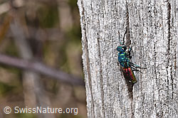 Chrysis terminata (Goldwespe) (F291371) Chrysis terminata (Goldwespe) (F291371)