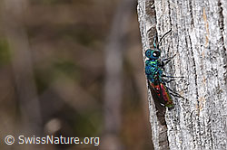 Chrysis terminata (Goldwespe) (04.04.2025, F291373)