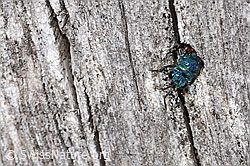 Chrysis terminata (Goldwespe) (04.04.2025, F291375)