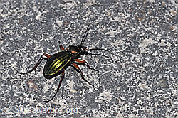 Foto: Goldglänzender Laufkäfer (Carabus auronitens)