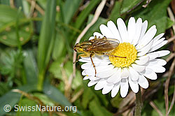 Gelbe Dungfliege (Scathophaga stercoraria) auf Gänseblümchen (Bellis perennis) (F291964) Gelbe Dungfliege (Scathophaga stercoraria) auf Gänseblümchen (Bellis perennis) (F291964)