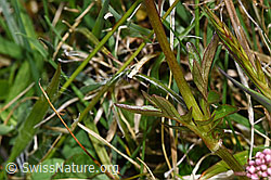 Foto: Sumpf-Baldrian (Valeriana dioica)
