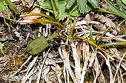 F291998: Feld-Sandlaufkäfer (Cicindela campestris)