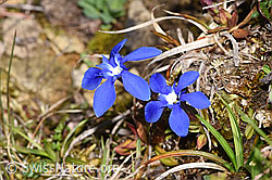 Frühlings-Enzian (Gentiana verna) (F292006)