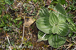 Mittlerer Wegerich (Plantago media) (F292017) Mittlerer Wegerich (Plantago media) (F292017)