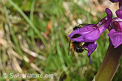 Rote Mauerbiene (Osmia bicornis) an Männlichem Knabenkraut (Orchis mascula)