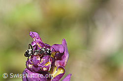 Grauschwarze Sklavenameise (Formica fusca) auf Männliches Knabenkraut (Orchis mascula) (19.04.2025, F292063)
