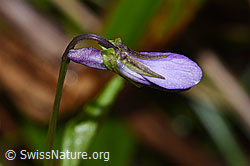 Hain-Veilchen (Viola riviniana) (F292086) Hain-Veilchen (Viola riviniana) (F292086)