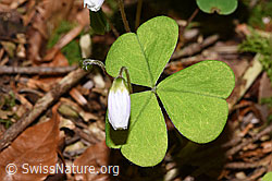 Foto: Wald-Sauerklee (Oxalis acetosella)
