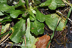 Foto: Gänseblümchen (Bellis perennis)