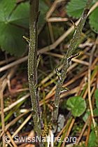 Huflattich (Tussilago farfara) (F292122) Huflattich (Tussilago farfara) (F292122)