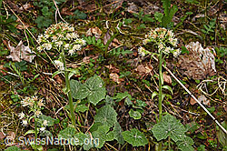 Weisse Pestwurz (Petasites albus) (F292210) Weisse Pestwurz (Petasites albus) (F292210)