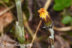 Huflattich (Tussilago farfara) (F292211) Huflattich (Tussilago farfara) (F292211)