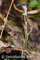 Huflattich (Tussilago farfara) (F292212) Huflattich (Tussilago farfara) (F292212)