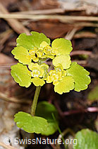 Wechselblättriges Milzkraut (Chrysosplenium alternifolium) (F292219) Wechselblättriges Milzkraut (Chrysosplenium alternifolium) (F292219)