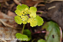 Wechselblättriges Milzkraut (Chrysosplenium alternifolium) (F292220) Wechselblättriges Milzkraut (Chrysosplenium alternifolium) (F292220)