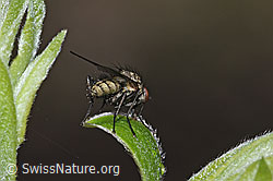 Hylemya vagans (Blumenfliege) auf Strauch (F292283)