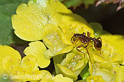 Waldknotenameise (Myrmica ruginodis) auf Wechselblättriges Milzkraut (Chrysosplenium alternifolium) (F292340) Waldknotenameise (Myrmica ruginodis) auf Wechselblättriges Milzkraut (Chrysosplenium alternifolium) (F292340)