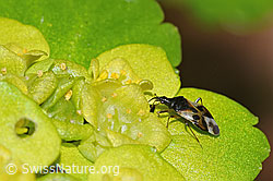 Wald-Blumenwanze (Anthocoris nemorum) auf Wechselblättrigem Milzkraut (Chrysosplenium alternifolium) (F292379) Wald-Blumenwanze (Anthocoris nemorum) auf Wechselblättrigem Milzkraut (Chrysosplenium alternifolium) (F292379)