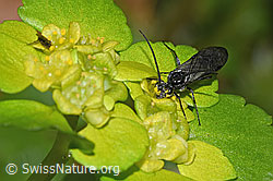 Schwarze Getreideblattwespe (Dolerus nitens) auf Wechselblättrigem Milzkraut (Chrysosplenium alternifolium) (F292406) Schwarze Getreideblattwespe (Dolerus nitens) auf Wechselblättrigem Milzkraut (Chrysosplenium alternifolium) (F292406)