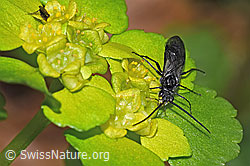 Schwarze Getreideblattwespe (Dolerus nitens) auf Wechselblättrigem Milzkraut (Chrysosplenium alternifolium) (F292407) Schwarze Getreideblattwespe (Dolerus nitens) auf Wechselblättrigem Milzkraut (Chrysosplenium alternifolium) (F292407)