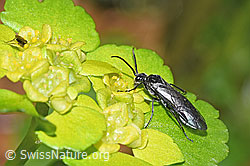 Schwarze Getreideblattwespe (Dolerus nitens) auf Wechselblättrigem Milzkraut (Chrysosplenium alternifolium) (F292408) Schwarze Getreideblattwespe (Dolerus nitens) auf Wechselblättrigem Milzkraut (Chrysosplenium alternifolium) (F292408)