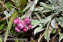 F292807: Gemeines Katzenpfötchen (Antennaria dioica)